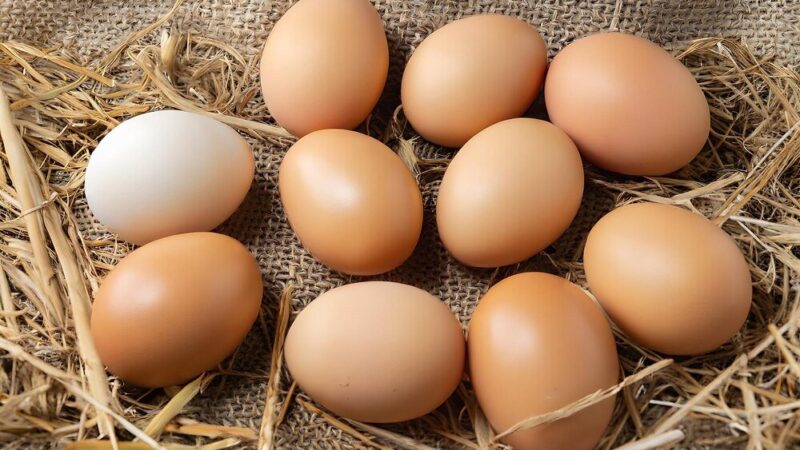 Ile jajek dziennie znosi kura?