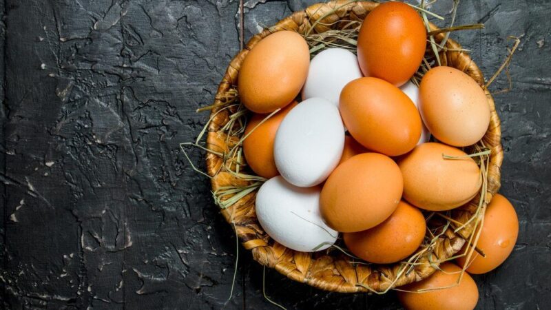 Inkubacja jaj kurzych krok po kroku