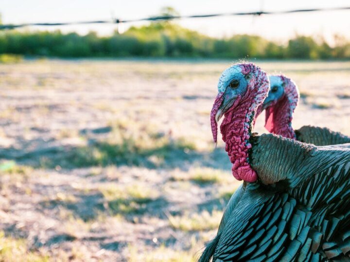 Jak hodować indyki? Czy hodowla indyków jest opłacalna?