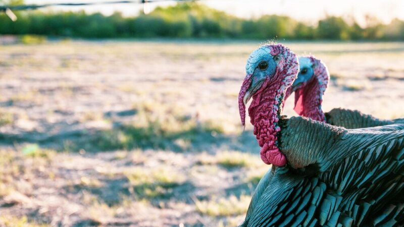 Jak hodować indyki? Czy hodowla indyków jest opłacalna?