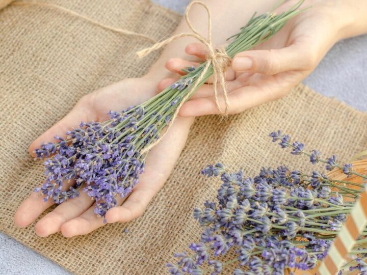 Jak pielęgnować bez w ogrodzie: porady dotyczące przycinania i rozmnażania