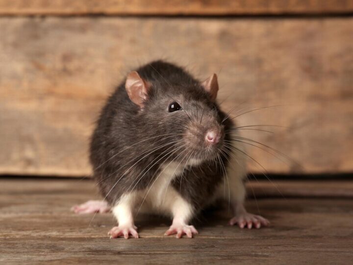 Jak pozbyć się szczurów? Czy karma dla psów może okazać się pomocna?