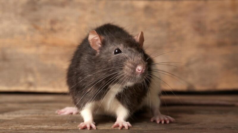 Jak pozbyć się szczurów? Czy karma dla psów może okazać się pomocna?