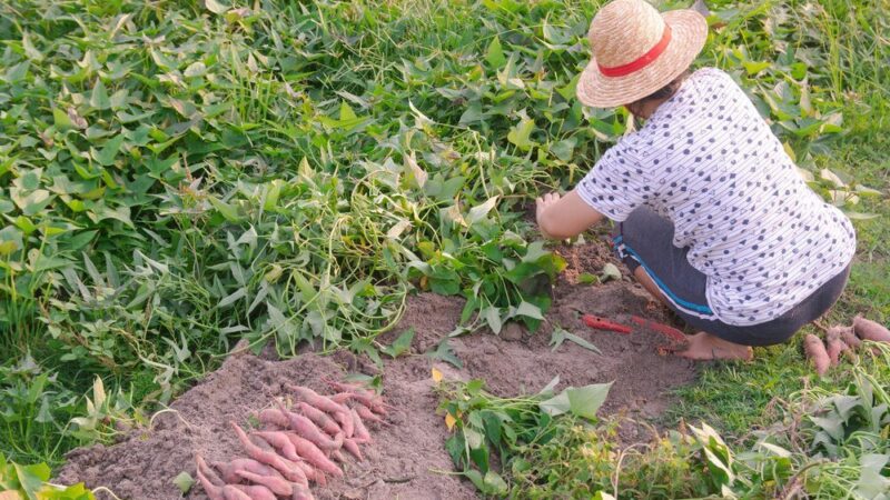 Jak sadzić bataty w Polsce: Praktyczne porady i techniki