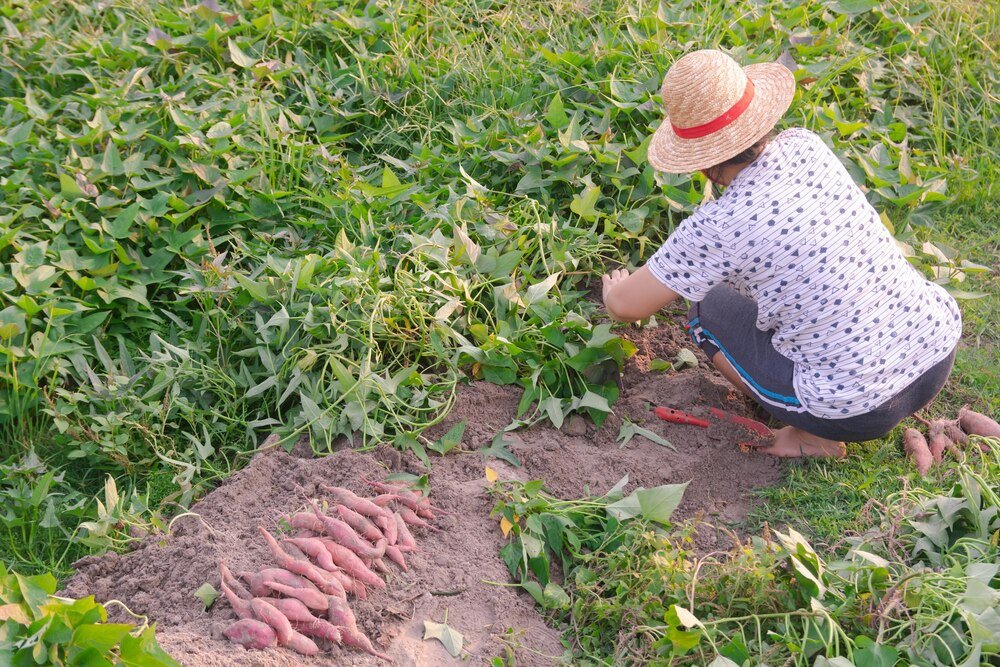 Jak sadzić bataty w Polsce: Praktyczne porady i techniki
