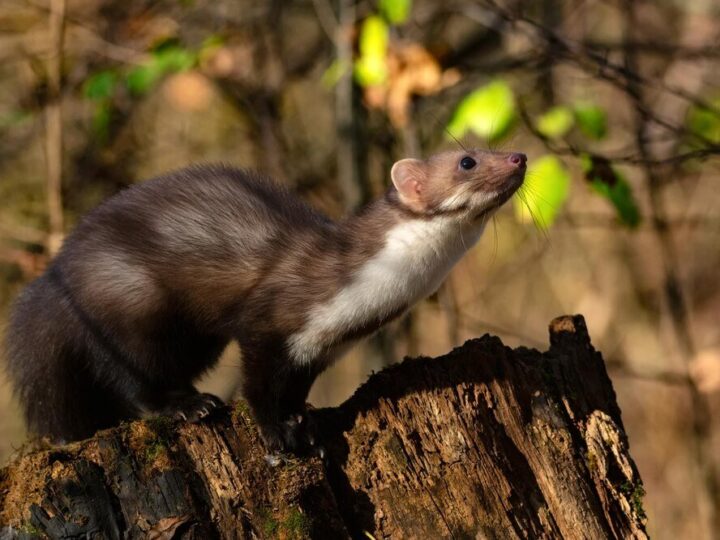 Jak skutecznie pozbyć się kuny?