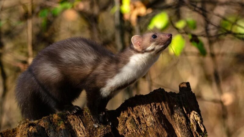 Jak skutecznie pozbyć się kuny?