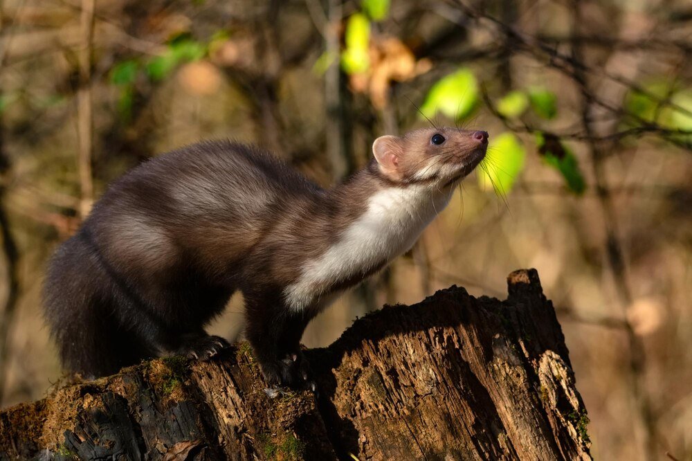 Jak skutecznie pozbyć się kuny?