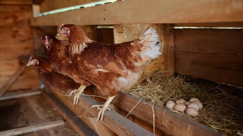 Jak urządzić kurnik i jak zrobić grzędę dla kur?