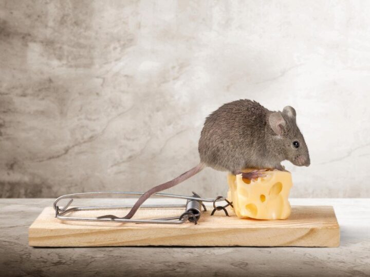 Jak założyć pułapkę na myszy? Skuteczne sposoby