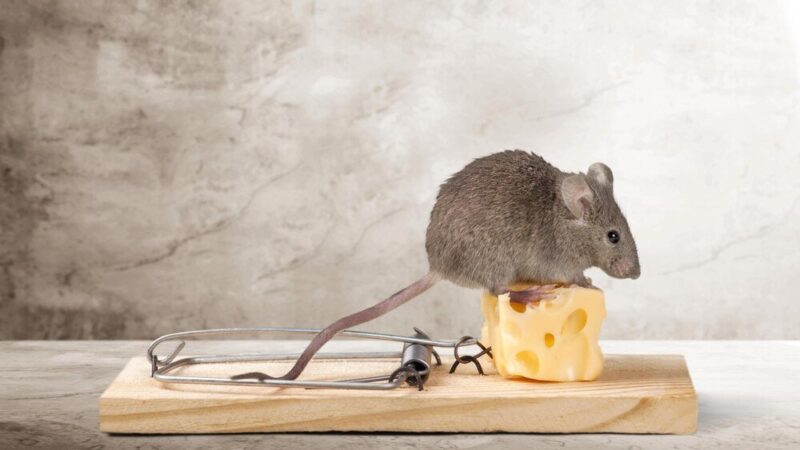 Jak założyć pułapkę na myszy? Skuteczne sposoby