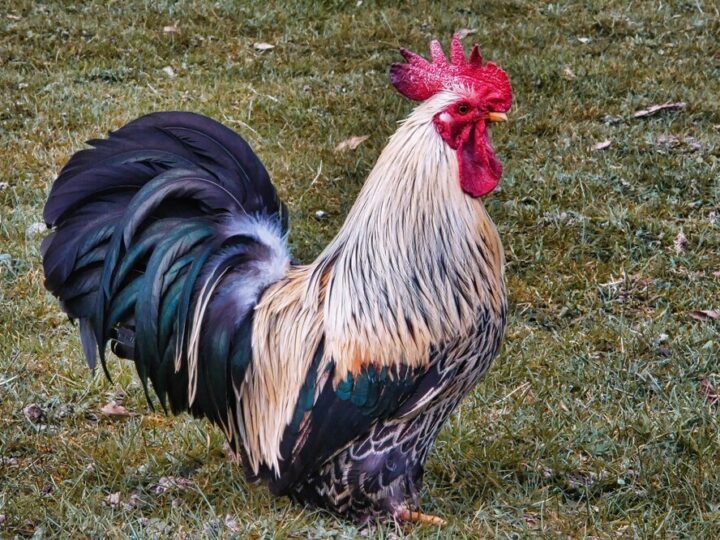 Jaka jest rola koguta w stadzie?