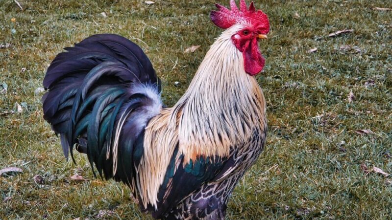 Jaka jest rola koguta w stadzie?