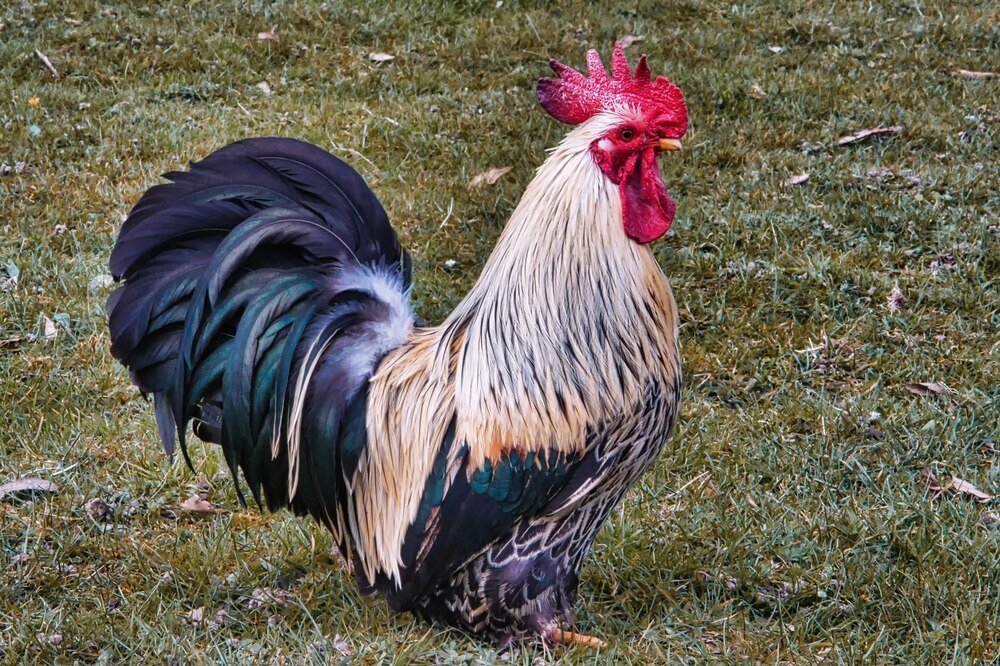 Jaka jest rola koguta w stadzie?