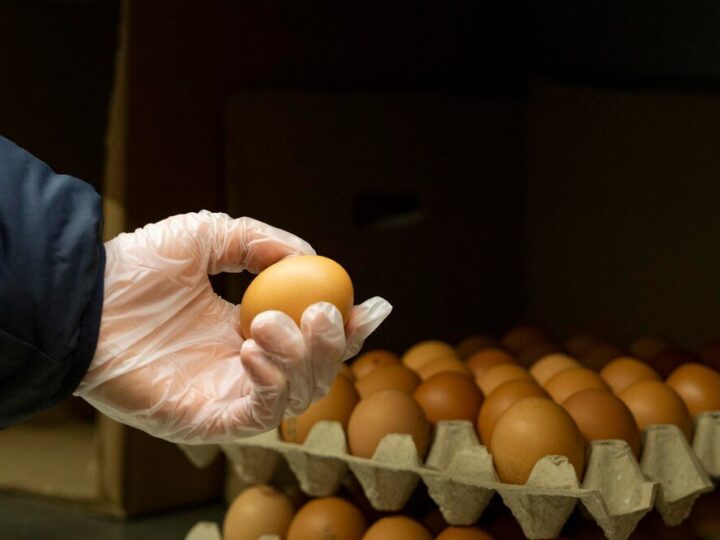 Jaka rasa kur znosi najwięcej jajek?