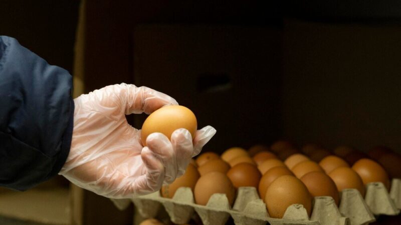 Jaka rasa kur znosi najwięcej jajek?