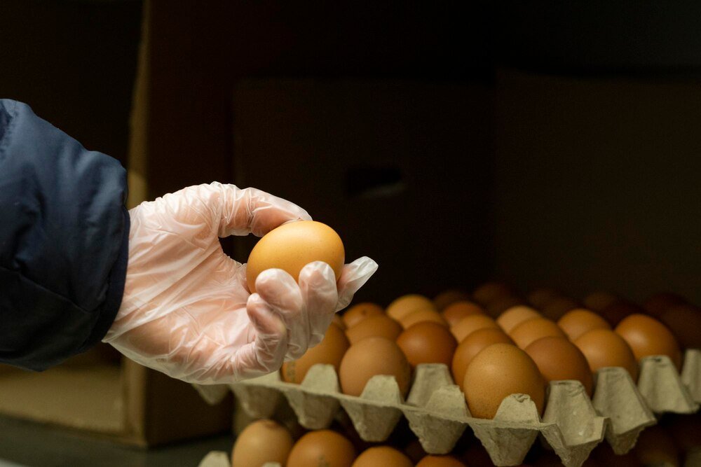 Jaka rasa kur znosi najwięcej jajek?