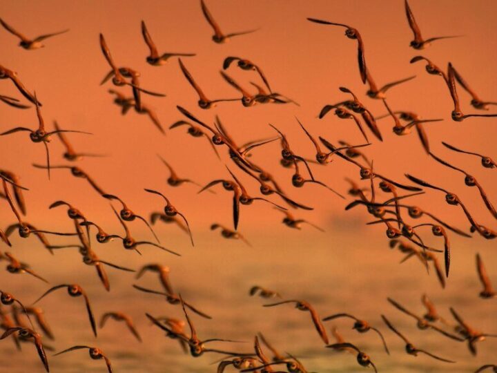 Jakie ptaki odlatują na zimę?