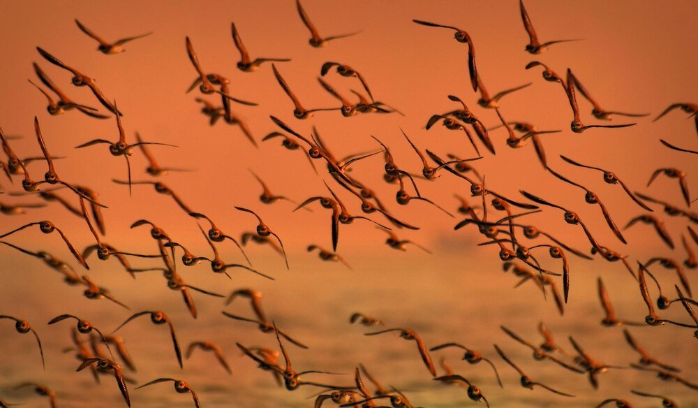 Jakie ptaki odlatują na zimę?
