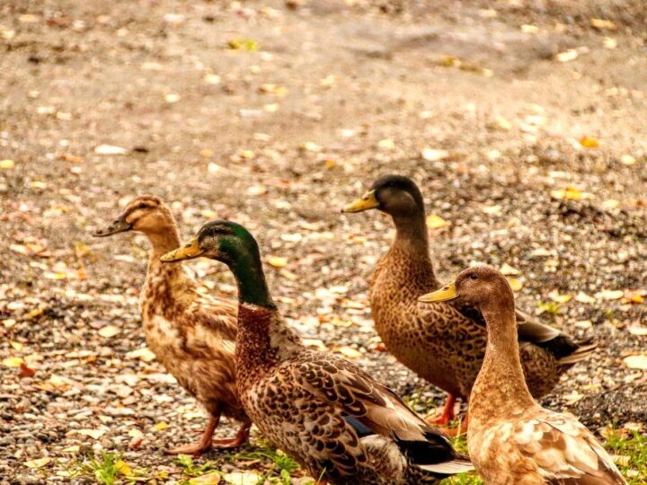 Kaczki biegusy indyjskie – najlepszy sposób na ślimaki?