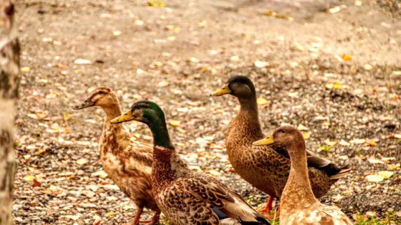 Kaczki biegusy indyjskie – najlepszy sposób na ślimaki?