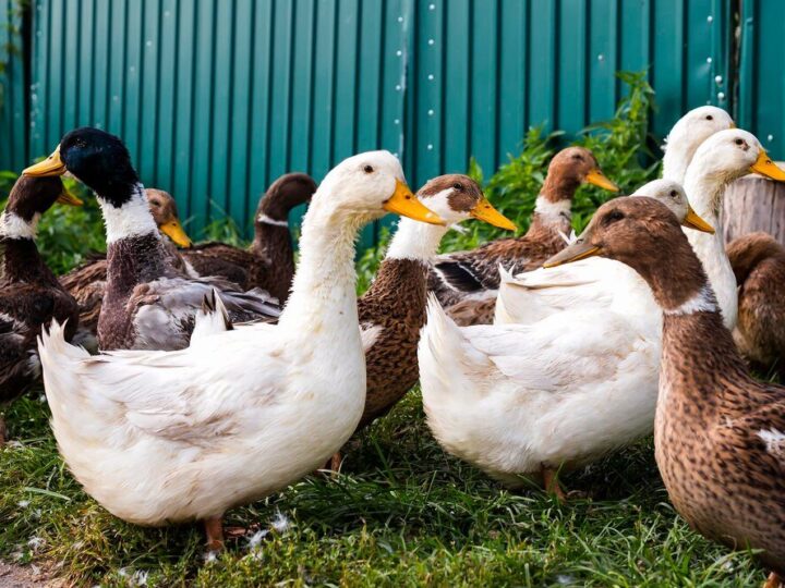 Kaczki francuskie – jak rozpocząć domową hodowlę?
