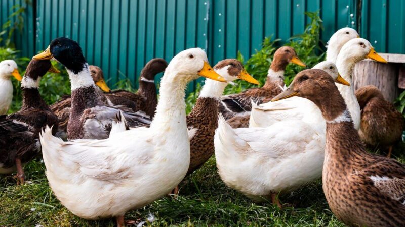 Kaczki francuskie – jak rozpocząć domową hodowlę?