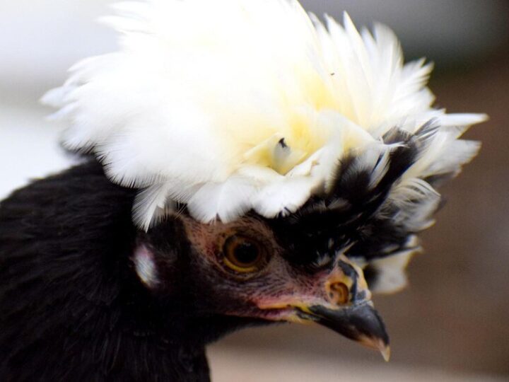 Kura czubatka – co to za rasa i jak zacząć jej hodowlę?