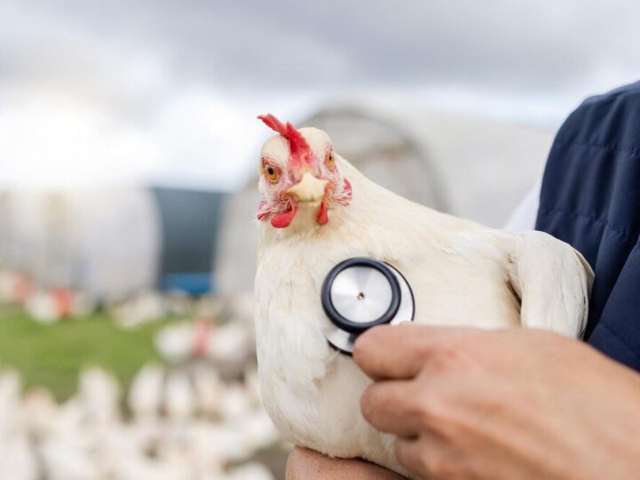 Najczęstsze choroby kur niosek – jak sobie z nimi radzić