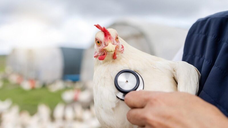 Najczęstsze choroby kur niosek – jak sobie z nimi radzić