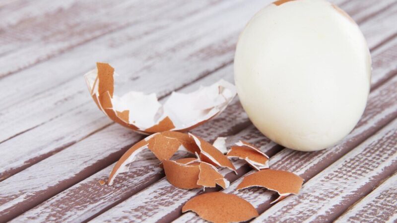 Od czego zależy kolor skorupki jajka?