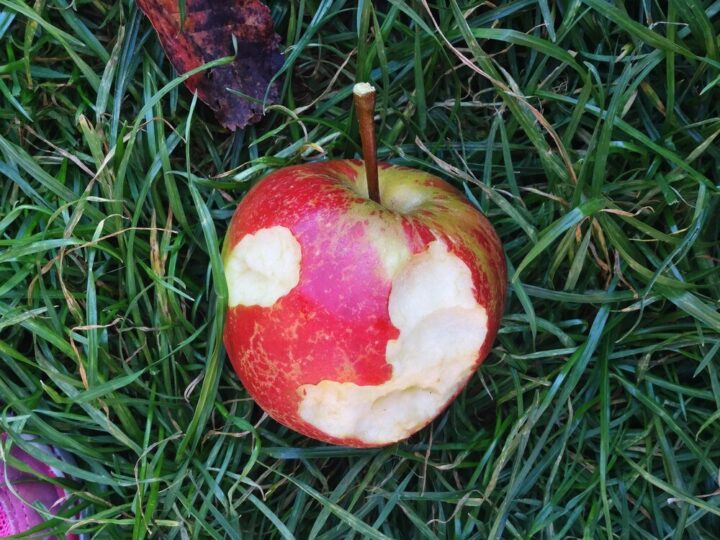 Opryski jabłoni: terminy i skuteczne metody zwalczania parcha jabłoni