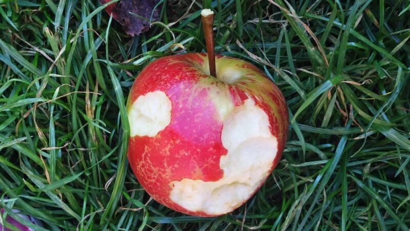 Opryski jabłoni: terminy i skuteczne metody zwalczania parcha jabłoni