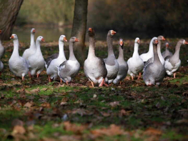 Przydomowa hodowla gęsi – jak zacząć?