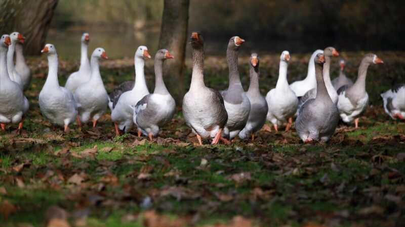 Przydomowa hodowla gęsi – jak zacząć?