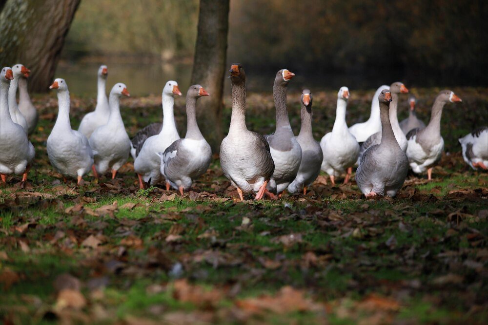 Przydomowa hodowla gęsi – jak zacząć?