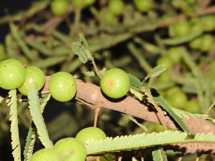 Uprawa agrestu: kiedy sadzić, przycinać i jakie warunki zapewnić