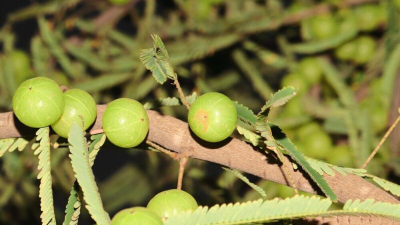 Uprawa agrestu: kiedy sadzić, przycinać i jakie warunki zapewnić