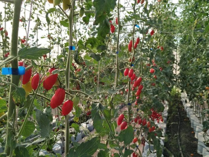 Vademecum uprawy papryki: siew, sadzenie, pielęgnacja i odmiany