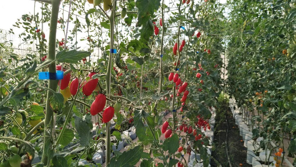 Vademecum uprawy papryki: siew, sadzenie, pielęgnacja i odmiany