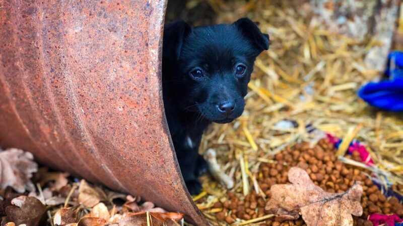 Czarna lista hodowli psów – jak rozpoznać pseudohodowlę