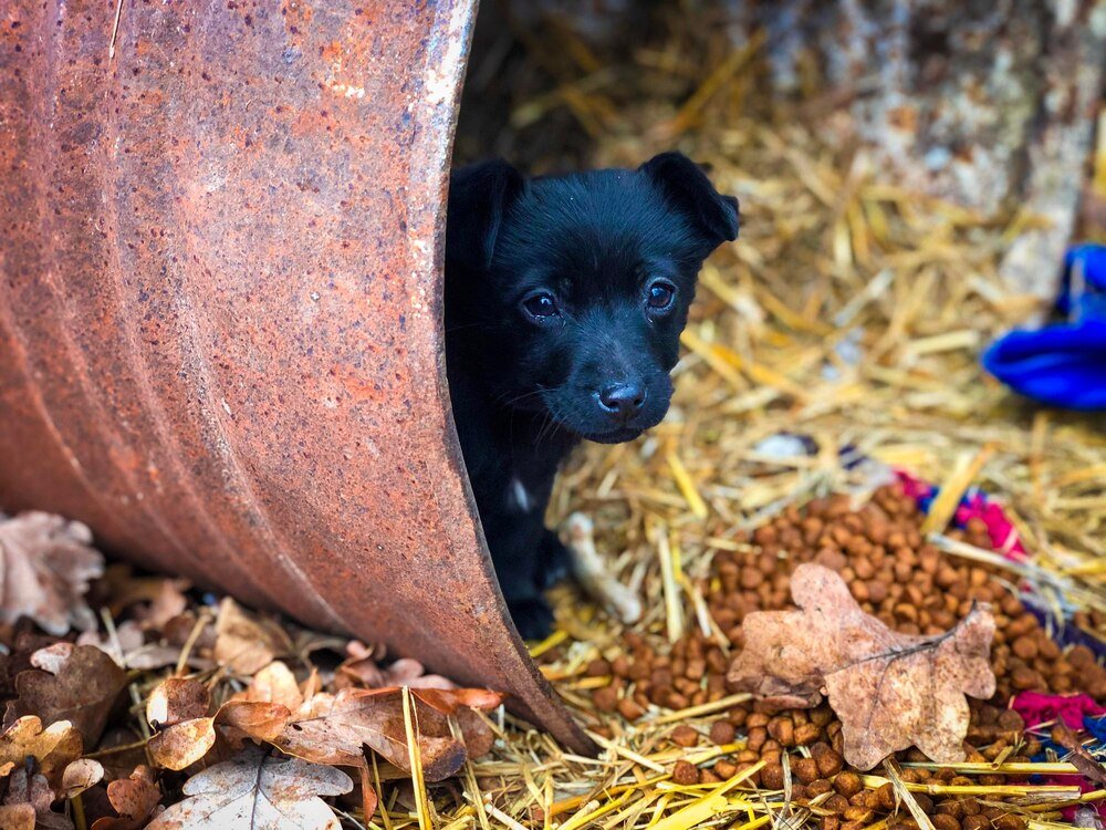 Czarna lista hodowli psów – jak rozpoznać pseudohodowlę