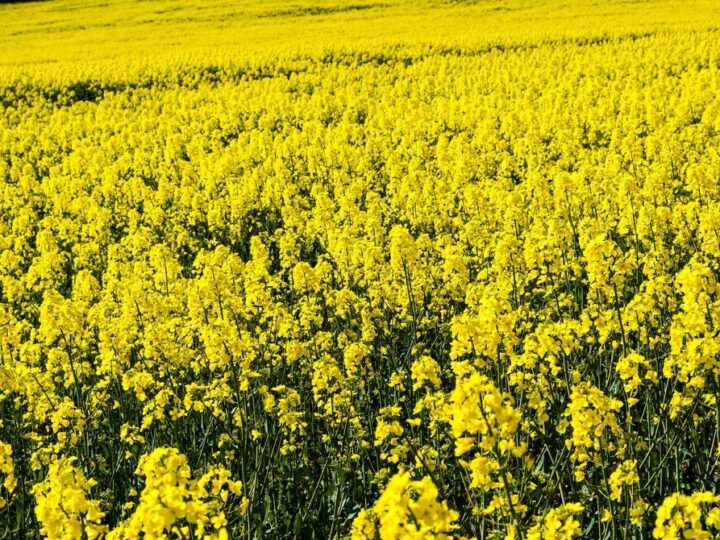 Czy rzepak to zboże – klasyfikacja i właściwości rośliny