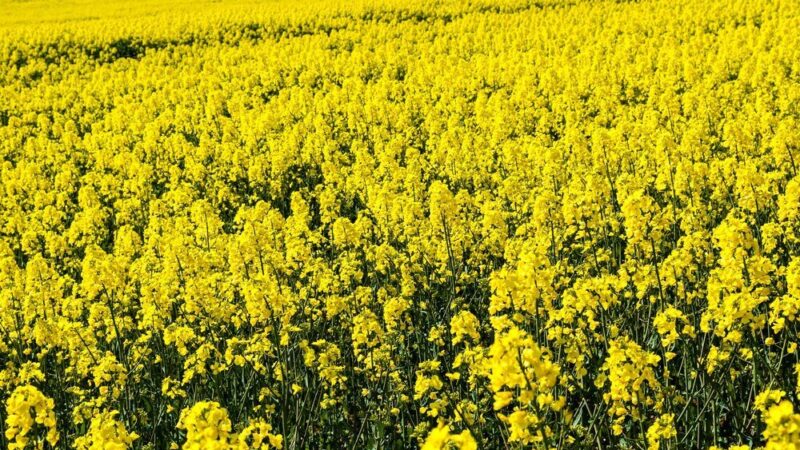 Czy rzepak to zboże – klasyfikacja i właściwości rośliny