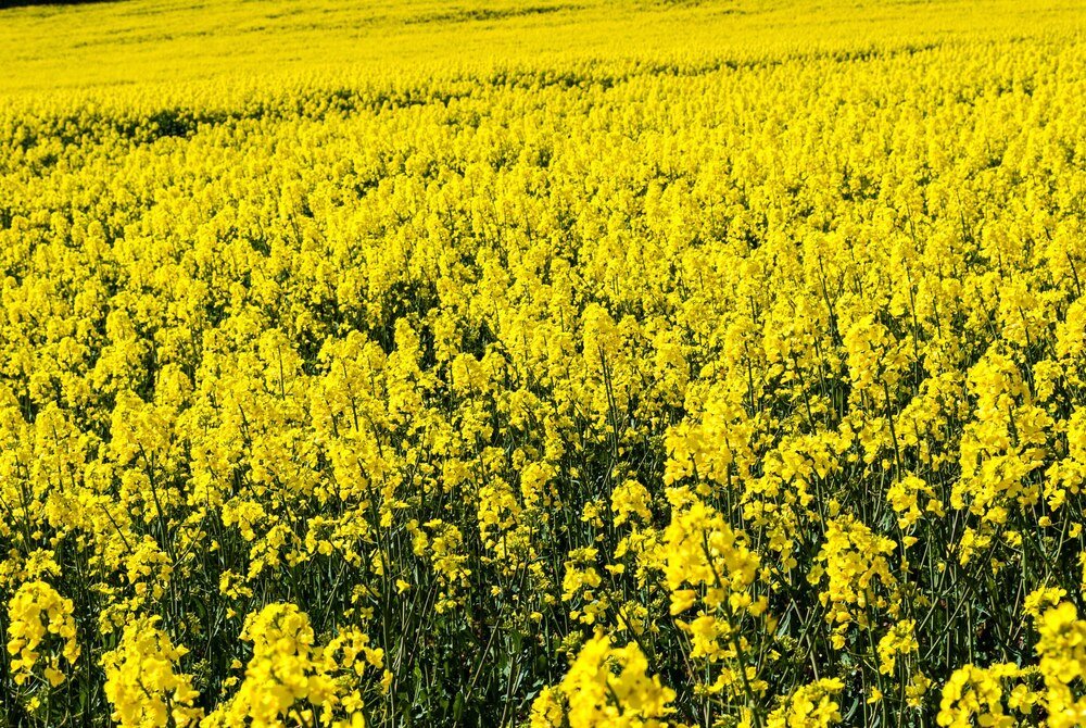 Czy rzepak to zboże – klasyfikacja i właściwości rośliny