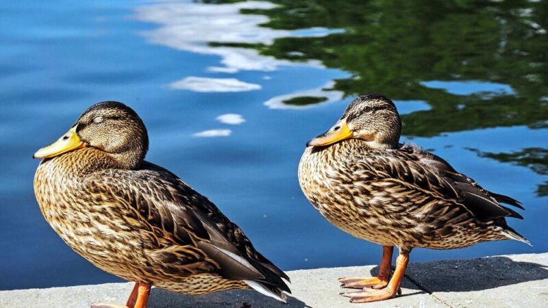 Czym karmić kaczki – zdrowe i bezpieczne przysmaki