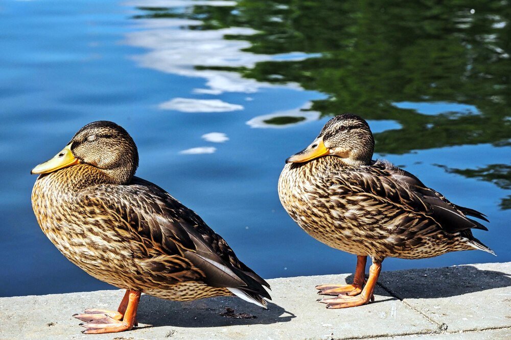 Czym karmić kaczki – zdrowe i bezpieczne przysmaki