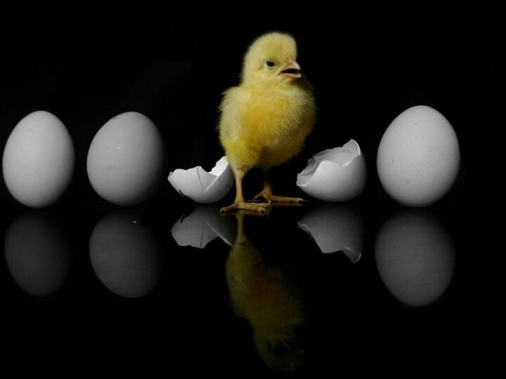 Dlaczego kurczaki zdychają w jajku – przyczyny i zapobieganie