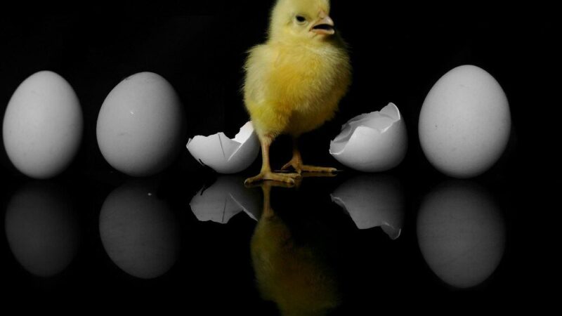 Dlaczego kurczaki zdychają w jajku – przyczyny i zapobieganie