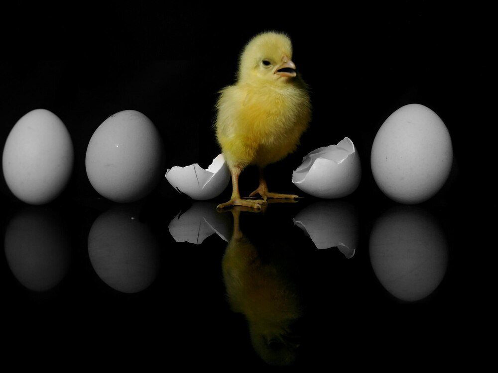 Dlaczego kurczaki zdychają w jajku – przyczyny i zapobieganie